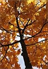 Autumn Leaves Photo Tree