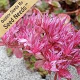 100 Seeds Sedum "Dragons Blood" (Sedum spurium coccineum) Seeds by Seed Needs