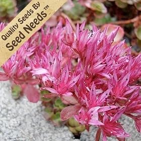 Sedum Stonecrop (Dragon's Blood) - Sedum Spurium - 100 Seeds