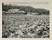1930 Photogravure Aquatic Lotus Flower Nelumbo Nucifera Pond Kanazawa Japan - Original Photogravure