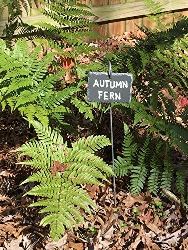 Deluxe Slate Plant Labels 5 Pk with Paint Marker