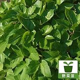 明日葉（アシタバ）3～3.5号ポット24株セット[人気の健康野菜苗]