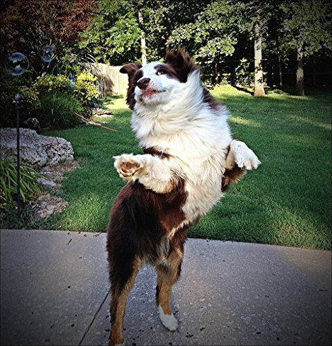 Funny Dogs photo gallery
