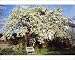 Photographic Prints of SG-20094 Mature PEAR TREE - In blossom from Ardea Wildlife Pets