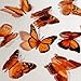 Butterfly 3D Translucent Decoration 15 ORANGE Butterflies