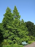 Dawn Redwood Tree - Metasequioia - Living Fossil
