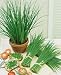 Chive Seeds - Allium Schoenoprasum - .5 Grams - Approx 400 Gardening Seeds - Herb Garden Seed