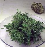 Rose of Jericho Resurrection Plant - Dinosaur Plant