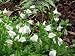 Mazus - White (Mazus reptans 'Alba')