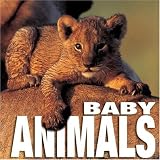 Baby Animals (Big Cubebooks)