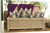 20 Inch Box Canvas (51cm) Cat - Maine Coon - group of seven kittens in basket by Ardea