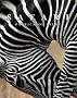 Safari