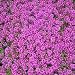 Polsterthymian (Thymus praecox 'Atropurpurea')