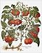 Photographic Prints of TOMATO, 1613. The tomato (Lycopersicon esculentum). Engraving for Basilius from Granger Art on Demand