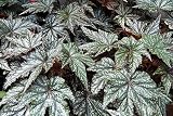 Amazon / Hirts: Seed; Houseplant: Gryphon Begonia 8 Seeds - Grow Indoors or Out