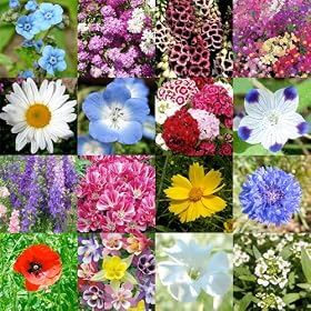 7,000 Seeds, Wildflower Mixture "Partial Shade" (16 Species) Seeds By Seed Needs (SHIPS FROM THE U.S.A)