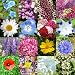 1000 Seeds