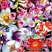 Book 500 Flowers: A celebration of the natural world