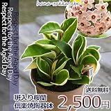 【2016年敬老の日遅れてごめんね】 桜蘭（斑入り） 信楽焼陶器鉢4号鉢