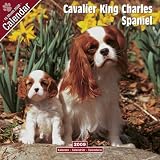 2009 Cavalier King Charles Wall Calendar