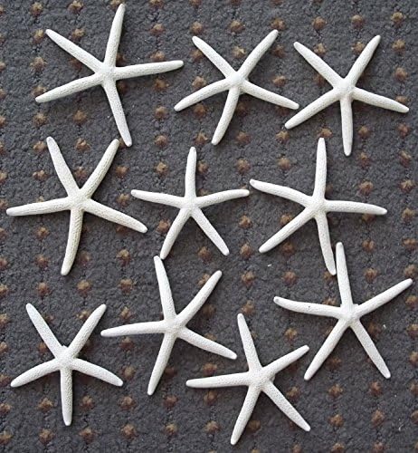 Wish you have a nice day Natural Finger Starfish, 2 to 3 Inch - 12 Pack (12 Pack)