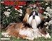 shih tzu - Just Shih Tzus 2008 Wall Calendar