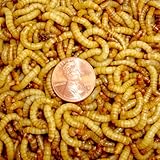 1100 Count Live Mealworms Organically Grown By Gimminy Crickets & Worms