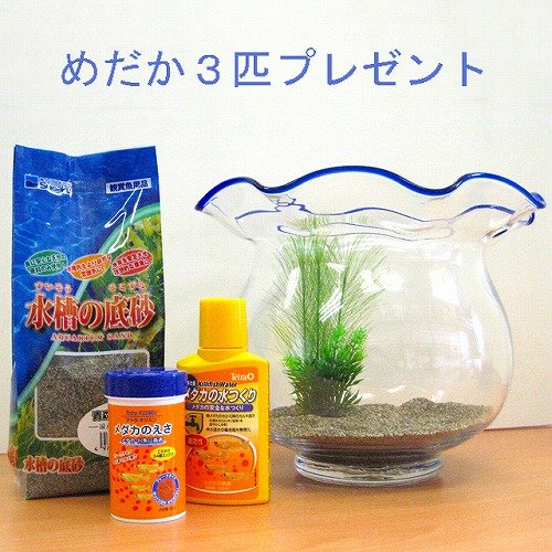 めだかセット　鉢タイプ