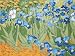 Van Gogh IRISES at ST. REMY Acrylic Painting Kit 12 x 16