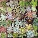 36 Mixed Succulent Spring Collection
