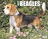 Just Beagles 2009 Calendar (Just)