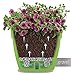 Santino ASTI 7.9 Inch Self Watering Planter RED-Pearl/White for Indoor Plants - Premium Quality Modern Plastic Pot w/Water Level Indicator for All House Herbs, Plants, African Violets and Dahlias