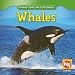 Whales (Animals That Live in the Ocean)
