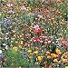 Wildflower Seedballz Annuals, Biennials and Perennials - 2 bag set - 16 Balls