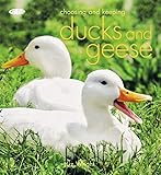 Choosing and keeping ducks and geese