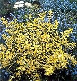 Blondy Euonymus - Popular in Europe - Top Seller ! - B000PJI42W