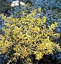 Blondy Euonymus