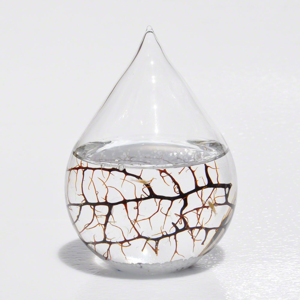 EcoSphere Small Water Drop 4 x 4 x 5.5 inches