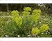 Photographic Prints of Beautiful flowery old olive groves in spring from Ardea Wildlife Pets