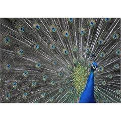 Poster 40 x 30 cm - "Der Pfau" von Digital-Art - auch in anderen Gr��en und als Leinwandbild erh�ltlich