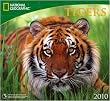 Tigers National Geographic 2010 Wall Calendar