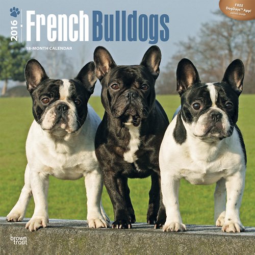 French Bulldogs 2016 Square 12x12 (Multilingual Edition)