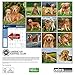 American Kennel Club Golden Retrievers 2017 Wall Calendar