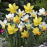 ミニ水仙：花のかわいい水仙混合4球入り 2袋セット