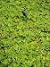 A Little Blue Heron, Egretta Caerulea, Hunts Among Water Lettuce Photographic Poster Print by Bates Littlehales, 30x40