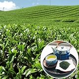 国華園　有用植物苗 お茶の木 ヤブキタ 2株