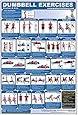 Dumbbell Exercises-Shoulders & Arms Laminated (Poster)