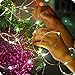YINUO LIGHT LED SopoTek 13ft 40 LEDS Starry Lights Fairy Lights Copper LED Lights Strings AA Battery Powered Ultra Thin String Wire 40 Leds Warm white