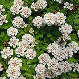 屋上緑化用イワダレソウ：クラピアK5　3号ポット 20株セット