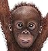Walls of the Wild Orangutan on a Vine Wall Decal (16 in. x 59 in.)